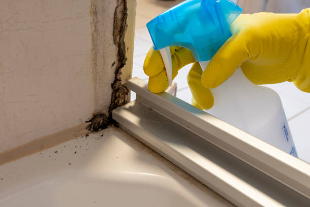Best Toxic Mold Removal  in Franklin Rk, PA