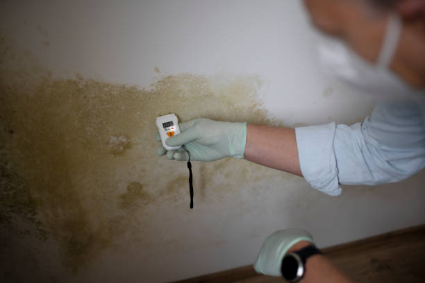 Best Mold Cleaning Services  in Franklin Rk, PA