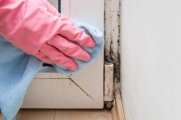Crawl Space Mold Removal in Franklin Park, PA