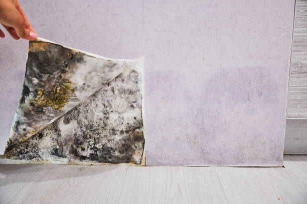  Franklin Rk, PA Mold Removal Pros